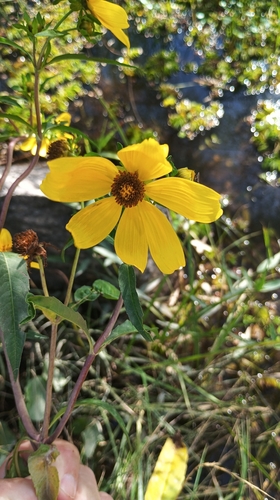 Bidens laevis, photograph 5