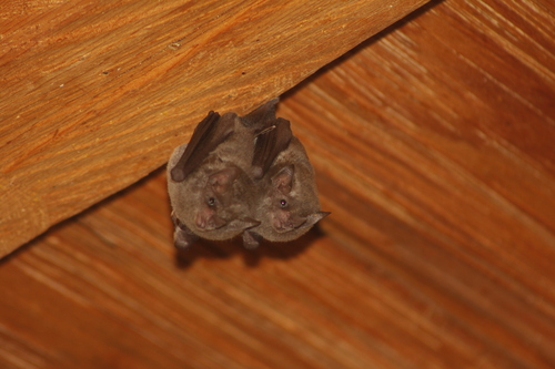 Pallas's Long-tongued Bat