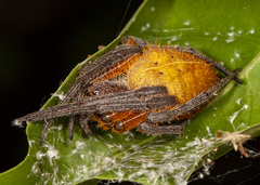 Eriophora fuliginea