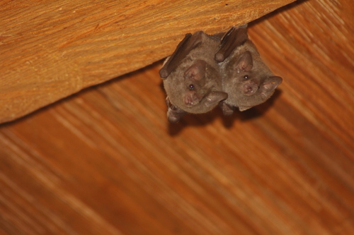 Pallas's Long-tongued Bat