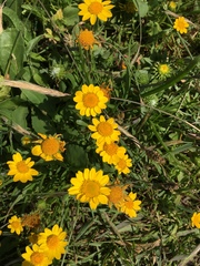 Grindelia stricta platyphylla