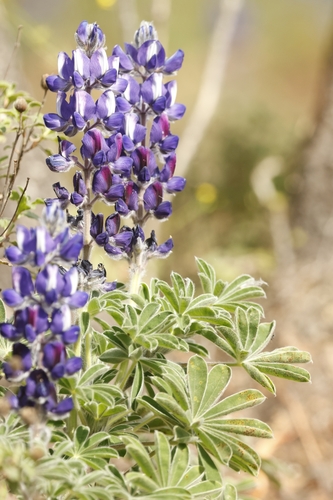 Lupinus pilosus, photograph 6