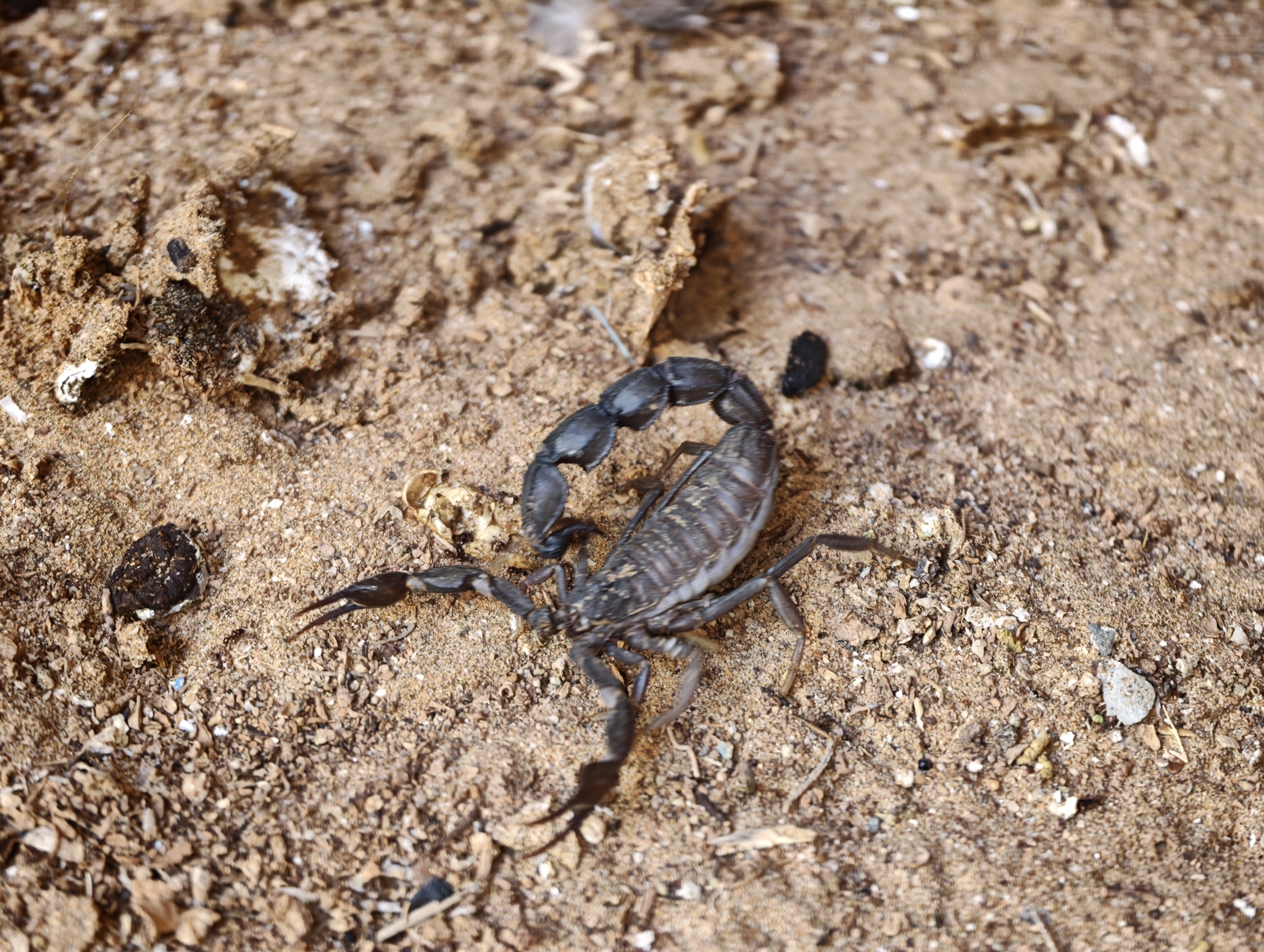 Androctonus gonneti