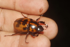 Cyclocephala deceptor