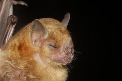 Sturnira parvidens