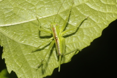 Neobarrettia hakippah