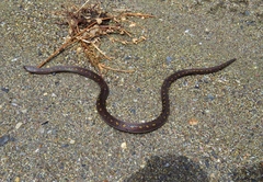 Atractus