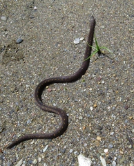 Atractus