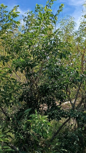 Poecilanthe parviflora, photograph 6