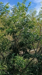 Poecilanthe parviflora, photograph (c) Rafael Tosi, some rights reserved (CC BY)