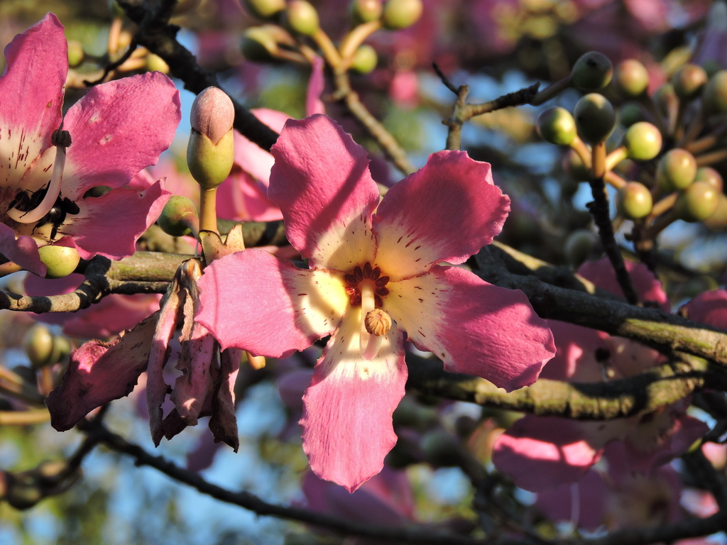Ceiba speciosa, Araras - Jardim Europa, Araras - SP, Brasil