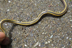 Atractus