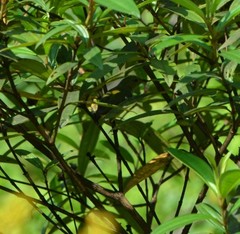 Chloropsis sonnerati