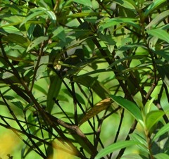 Chloropsis sonnerati