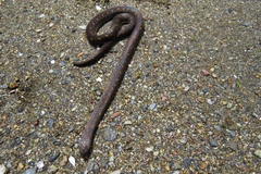Atractus