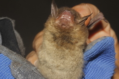 Myotis volans