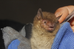 Myotis volans