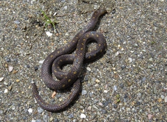 Atractus