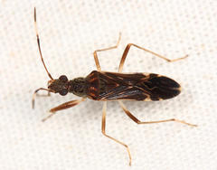 Neopamera neotropicalis