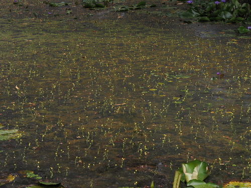 Utricularia aurea, photograph 6