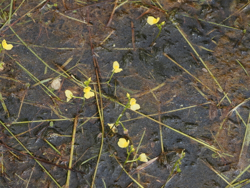 Utricularia aurea, photograph 3