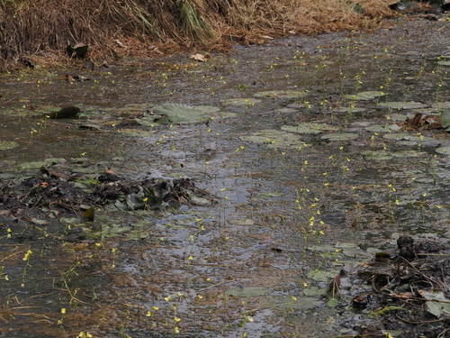 Utricularia aurea, photograph 5