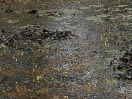 Utricularia aurea, photograph 4