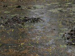 Utricularia aurea, photograph (c) Thomas Mesaglio, some rights reserved (CC BY)