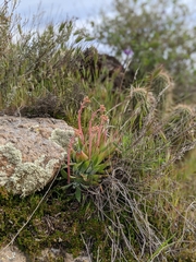 Dudleya saxosa collomiae