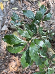 Lithocarpus konishii