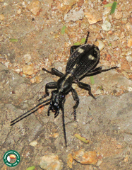 Cypholoba graphipteroides