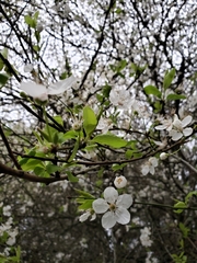 Prunus