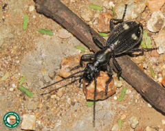 Cypholoba graphipteroides