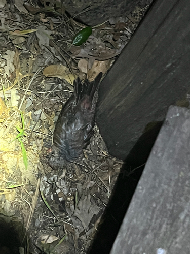 iNaturalist observation photo of House Finch