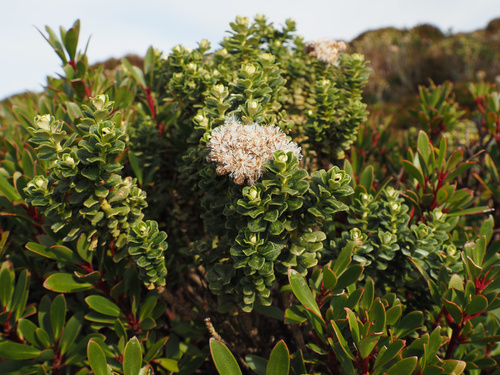 Ozothamnus rodwayi, photograph 5