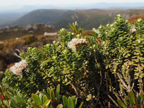 Ozothamnus rodwayi, photograph 4