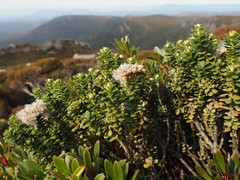 author not stated, no rights reserved Ozothamnus rodwayi, photograph author not stated, no rights reserved