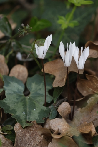 Cyclamen creticum, photograph 3