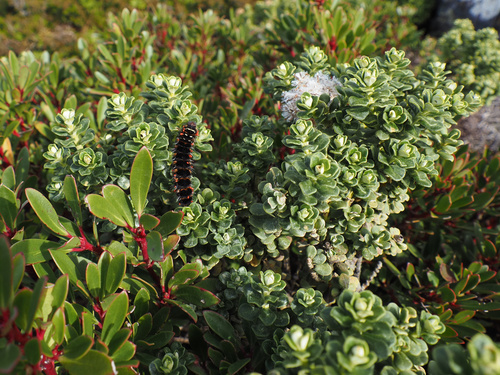 Ozothamnus rodwayi, photograph 6