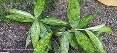 Dracaena surculosa