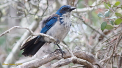 Aphelocoma insularis