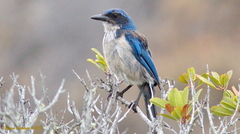 Aphelocoma insularis