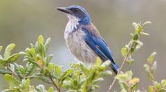 Aphelocoma insularis