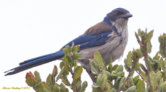 Aphelocoma insularis