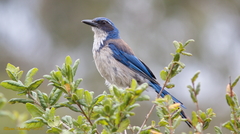 Aphelocoma insularis