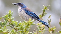 Aphelocoma insularis