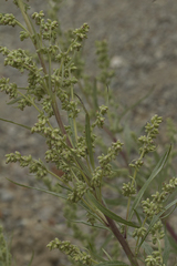 Artemisia rubripes