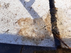 Ambystoma gracile