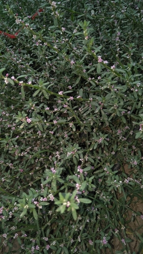 Polygonum plebeium iNat (2)