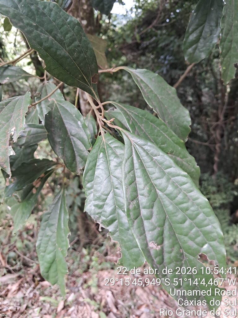 Aiouea glaziovii